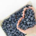 The Versatility of Blueberries: Creative Ways to Incorporate Them into Your Store’s Offerings