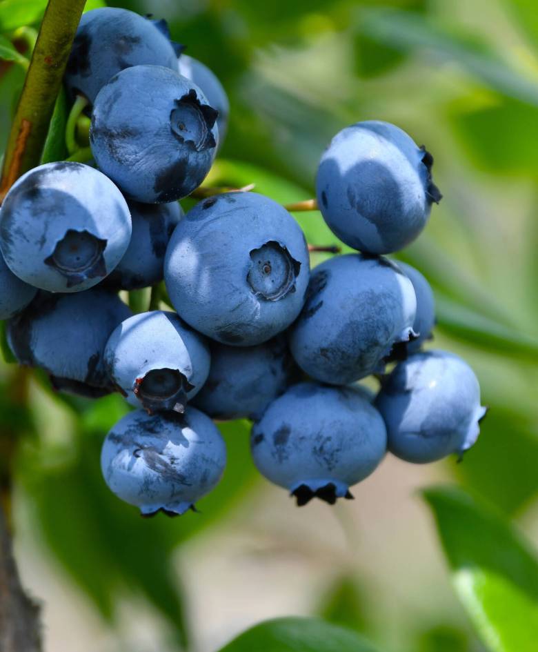 Blueberries